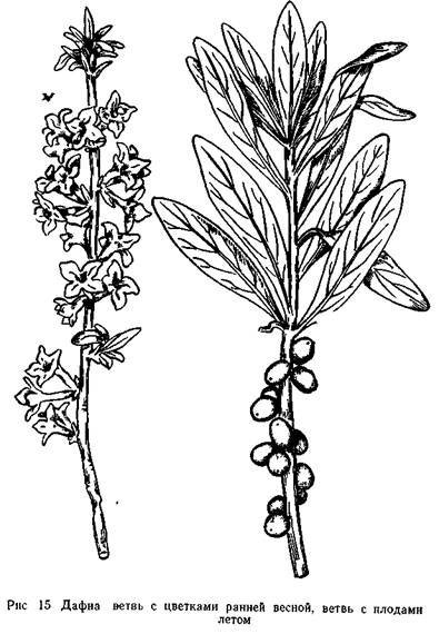 Волчье лыко в черно белом