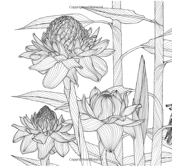 Экзотические растения раскраска