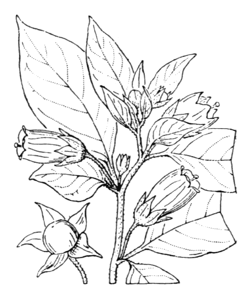 Красавка белладонна рисунок