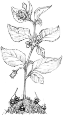 Белладонна растение раскраска