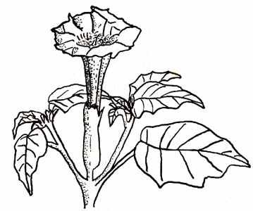 Дурман обыкновенный рисунок