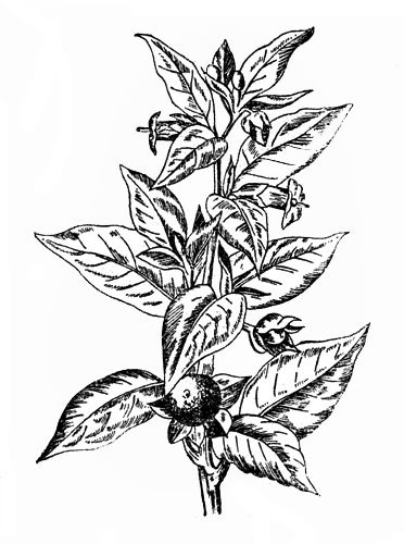 Раскраски белладонна растение (35 фото)