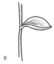 Стебель раскраска