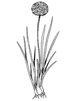 Лук батун рисунок