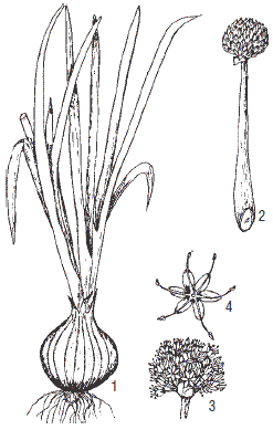 Строение растения лука репчатого