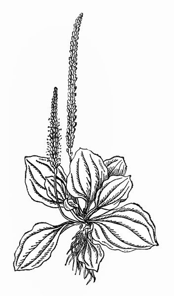 Подорожник ланцетолистный