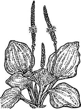 Подорожник раскраска