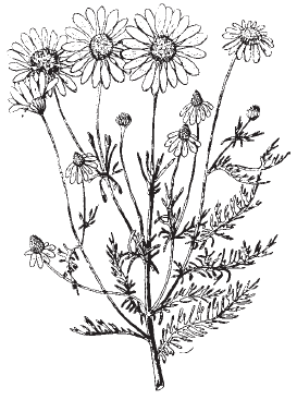 Ромашка лекарственная разукрашка