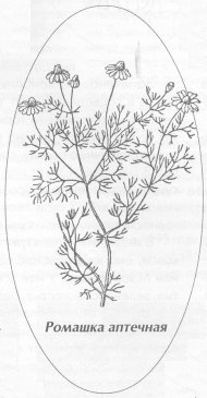 Ромашка лекарственная раскраска