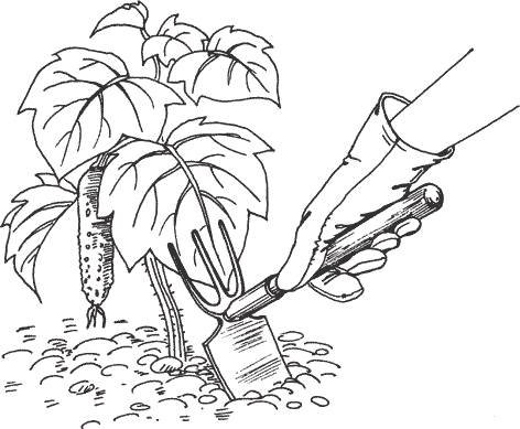 Почва раскраска