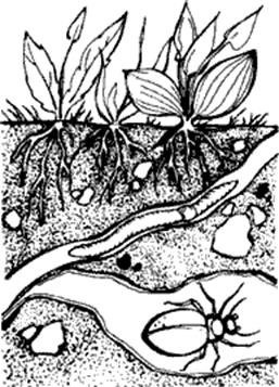 Обитатели почвы раскраска