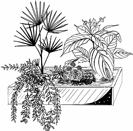 Эскиз композиции из комнатных растений