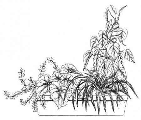 Эскиз композиции из комнатных растений