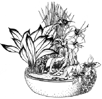 Эскиз композиции из комнатных растений