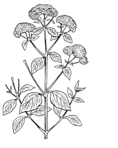 Душица обыкновенная (Origanum vulgare)