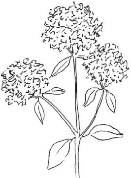 Растение душица раскраска