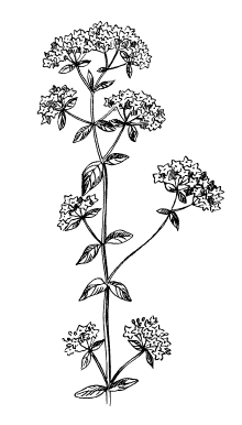 Трава душицы обыкновенной рисунок