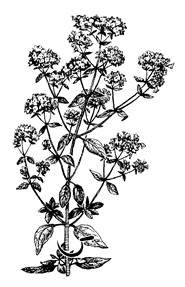 Раскраски лекарственных растений душица (40 фото)