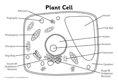 Строение клетки Plant Cell
