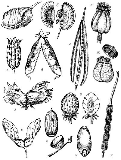 Сухая многолистовка плод