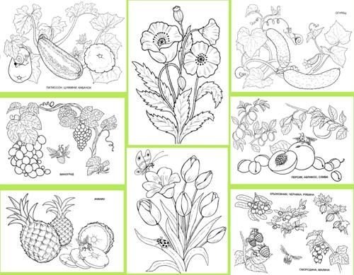 Дикорастущие и культурные растения раскраска