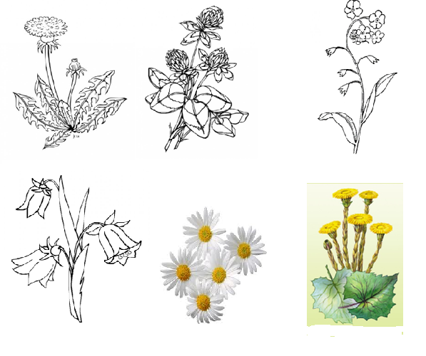 Дикорастущее растение рисунок