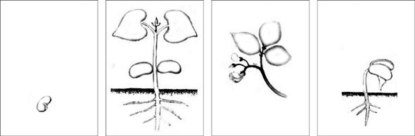 Раскраска для детей прорастание