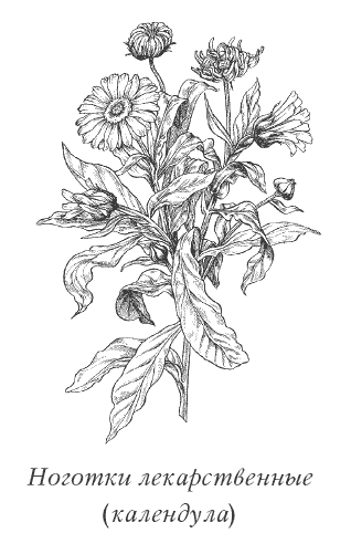 Лекарственные растения раскраска календула