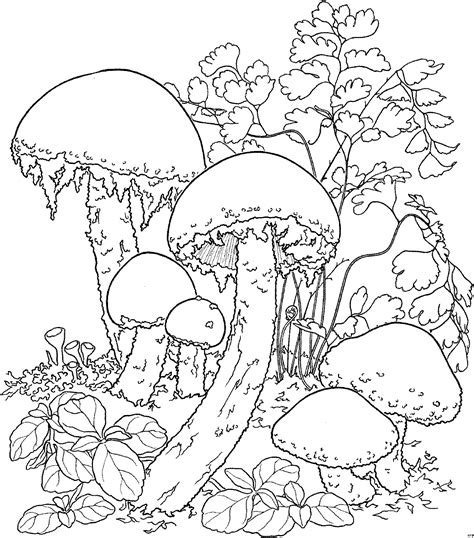 Раскраска грибы и ягоды