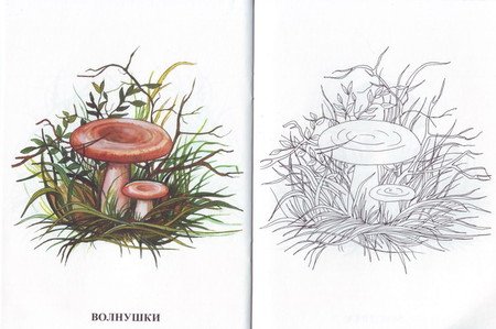 Волнушка гриб рисунок