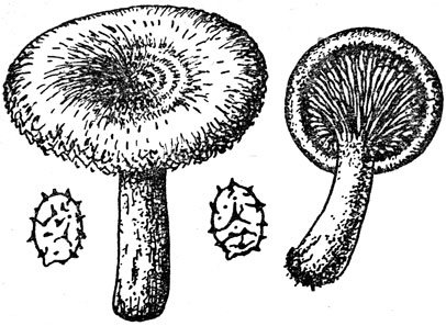 Нарисовать волнушку гриб