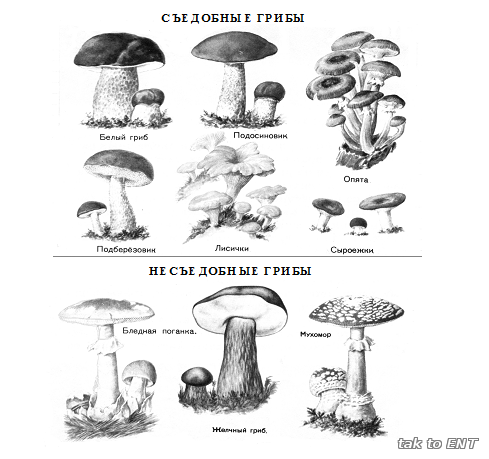 Раскраска съедобных и несъедобных грибов