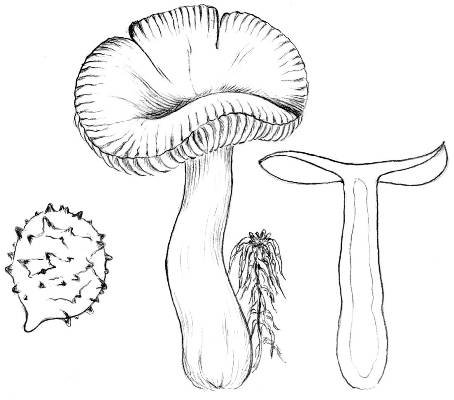 Russula sphagnophila