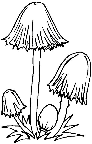 Гриб навозник черно белый