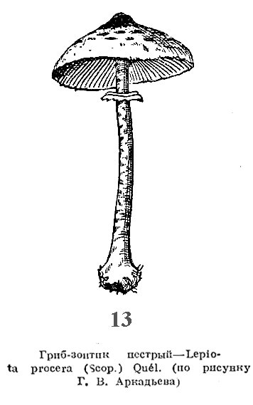 Раскраска бледная поганка гриб
