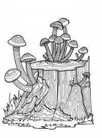 Раскраска грибы опята