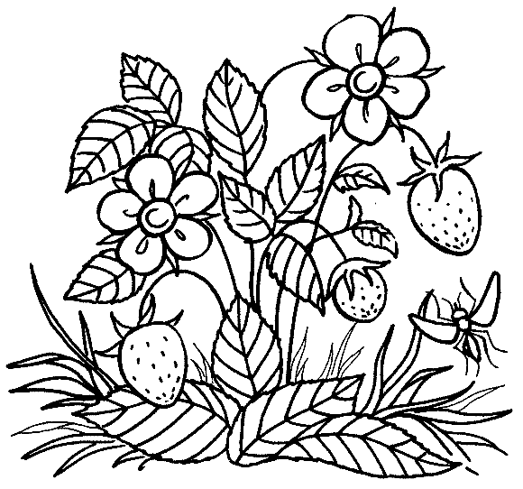 Раскраска ягоды в лесу