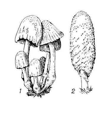 Гриб навозник белый