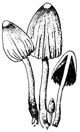 Навозник гриб рисунок