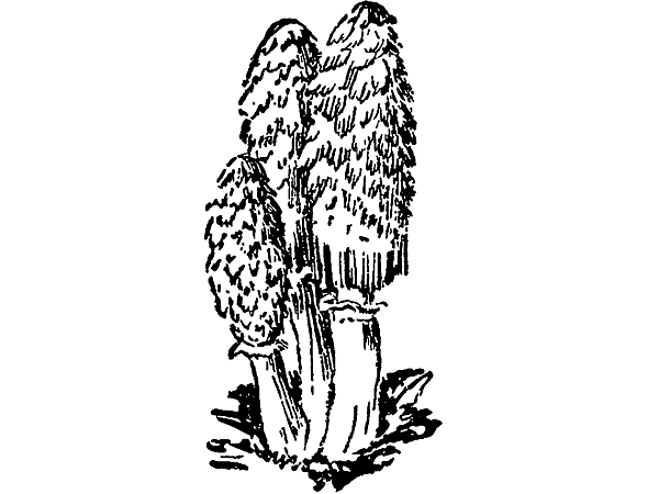 Гриб навозник