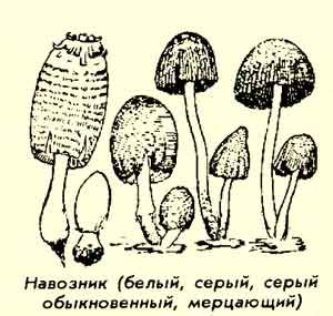Раскраски гриб навозник (39 фото)