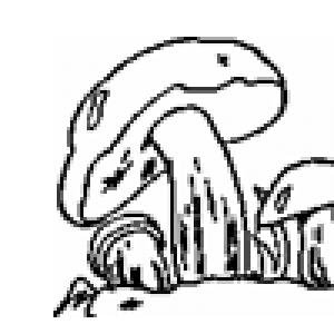 Раскраска гриб масленок