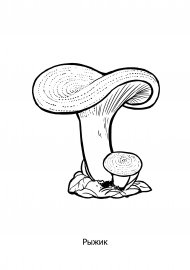 Разукрашка грибы Рыжик