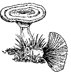 Гриб Рыжик карандашом