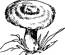 Гриб волнушка раскраска для детей