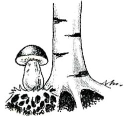 Симбиоз березы и гриба