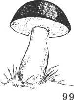 Гриб подберезовик раскраска для детей