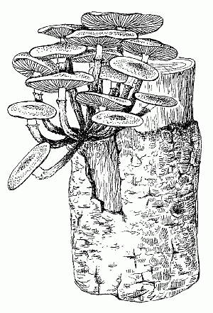 Раскраска опята на пеньке