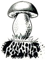 Гриб чёрно белый с грибницей