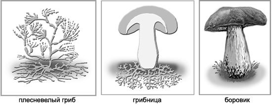 Гриб схематичный рисунок